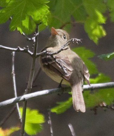 Photo (15): Cordilleran Flycatcher