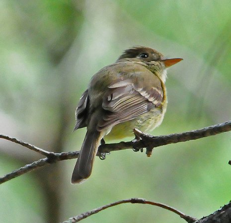 Photo (11): Cordilleran Flycatcher