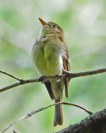 Photo (13): Cordilleran Flycatcher
