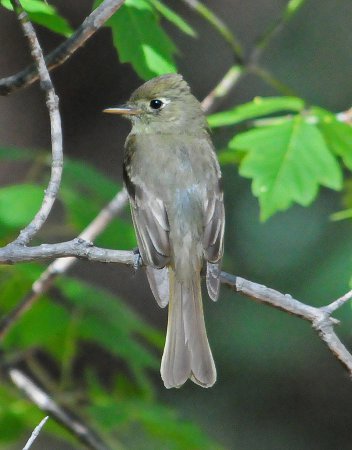 Photo (12): Cordilleran Flycatcher