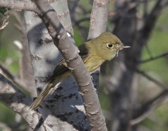 Photo (16): Cordilleran Flycatcher