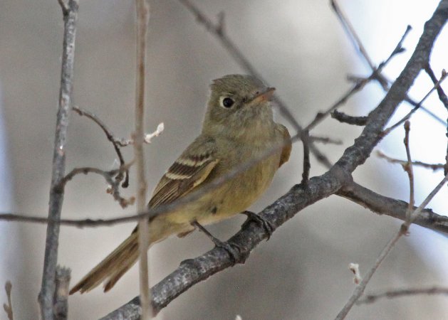 Photo (14): Cordilleran Flycatcher