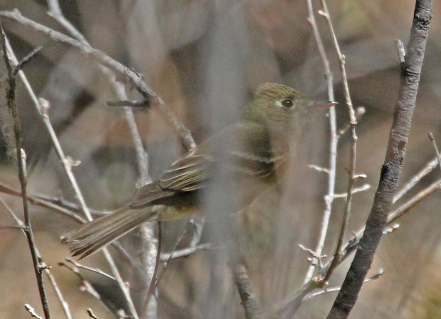 Photo (17): Cordilleran Flycatcher