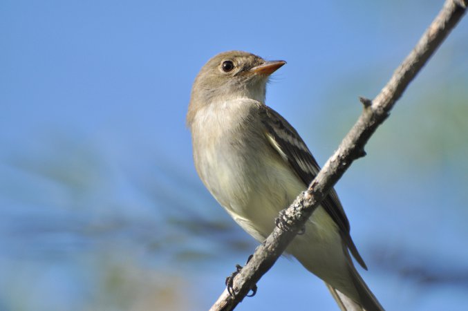 Photo (8): Willow Flycatcher