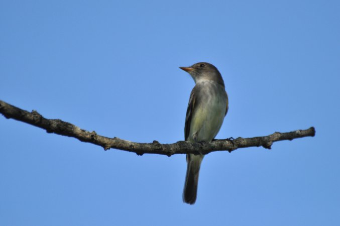 Photo (13): Willow Flycatcher