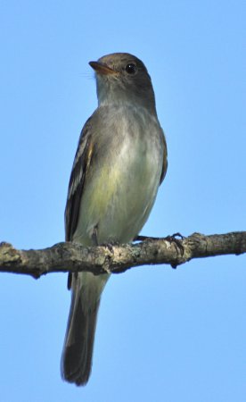 Photo (12): Willow Flycatcher