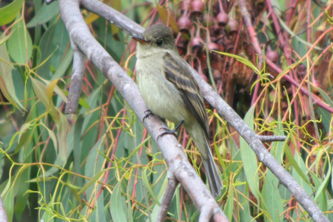 Photo (18): Willow Flycatcher
