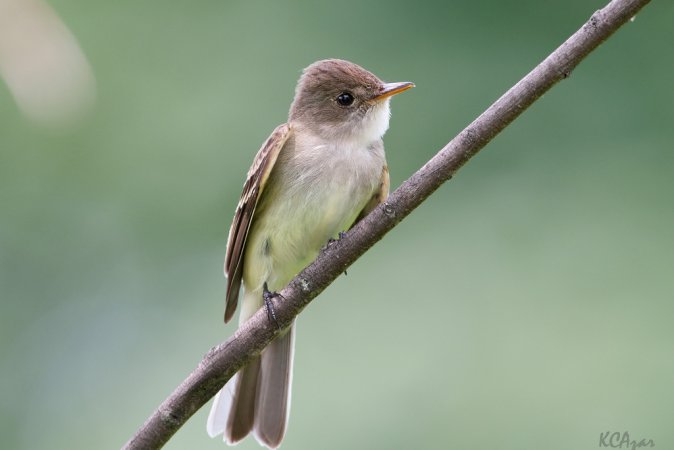 Photo (17): Willow Flycatcher