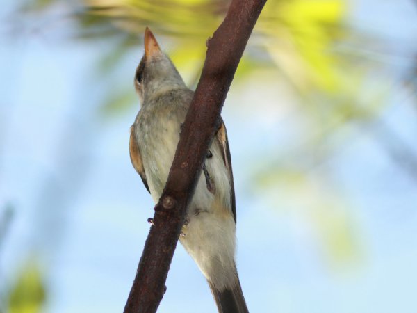 Photo (21): Willow Flycatcher