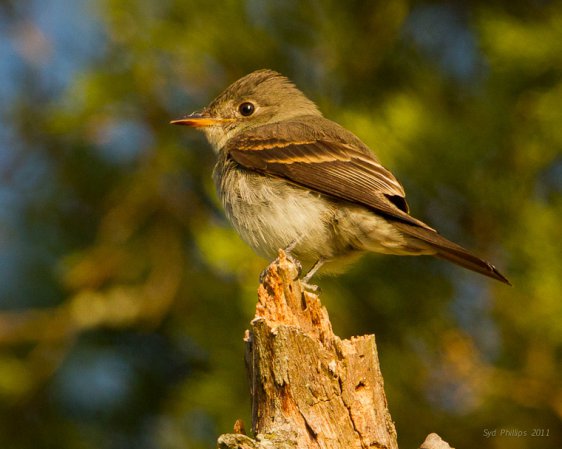 Photo (20): Willow Flycatcher