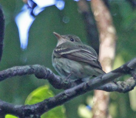 Photo (7): Acadian Flycatcher