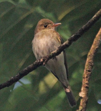 Photo (6): Acadian Flycatcher
