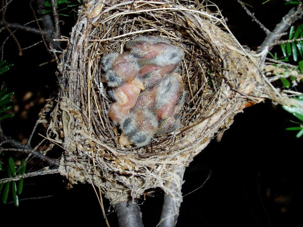 Photo (14): Acadian Flycatcher