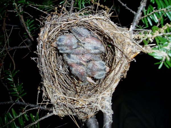 Photo (13): Acadian Flycatcher