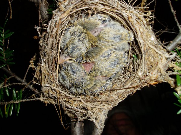 Photo (12): Acadian Flycatcher