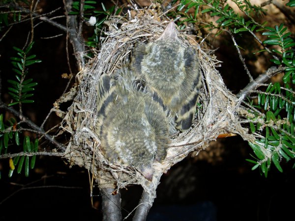 Photo (10): Acadian Flycatcher