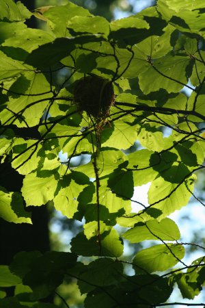 Photo (17): Acadian Flycatcher