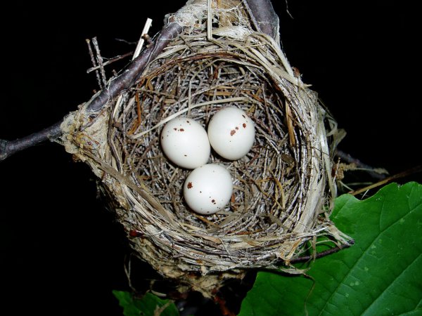 Photo (15): Acadian Flycatcher