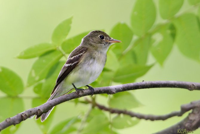 Photo (4): Acadian Flycatcher