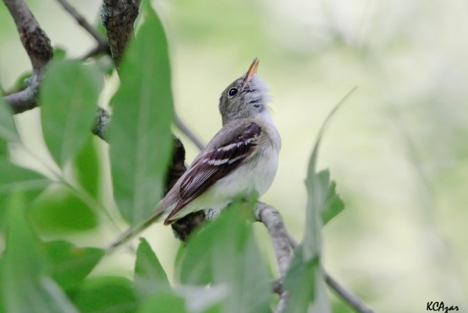 Photo (5): Acadian Flycatcher