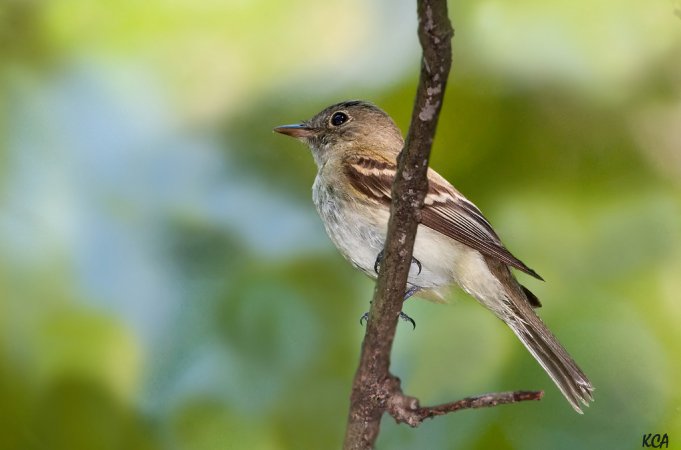 Photo (2): Acadian Flycatcher