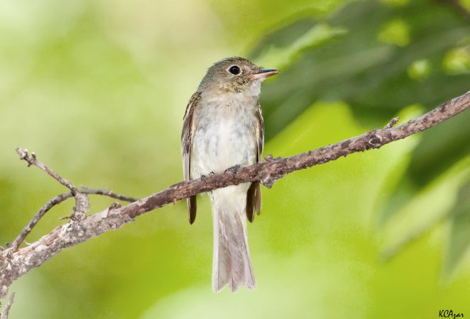 Photo (1): Acadian Flycatcher