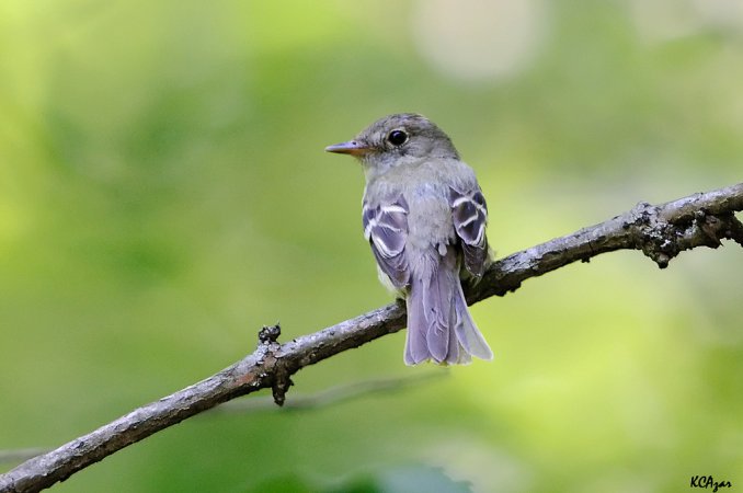 Photo (3): Acadian Flycatcher