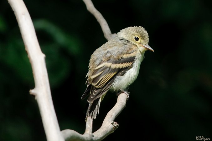 Photo (9): Acadian Flycatcher