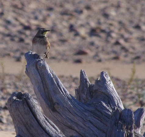 Photo (17): Horned Lark
