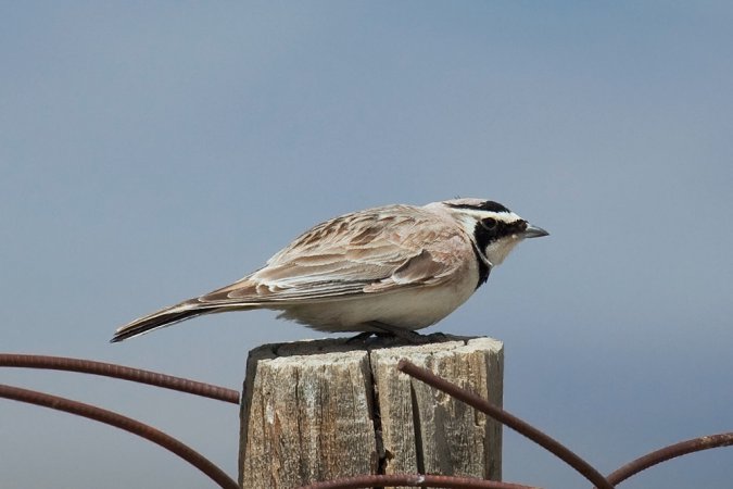 Photo (5): Horned Lark