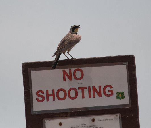Photo (21): Horned Lark