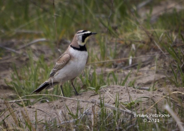 Photo (9): Horned Lark