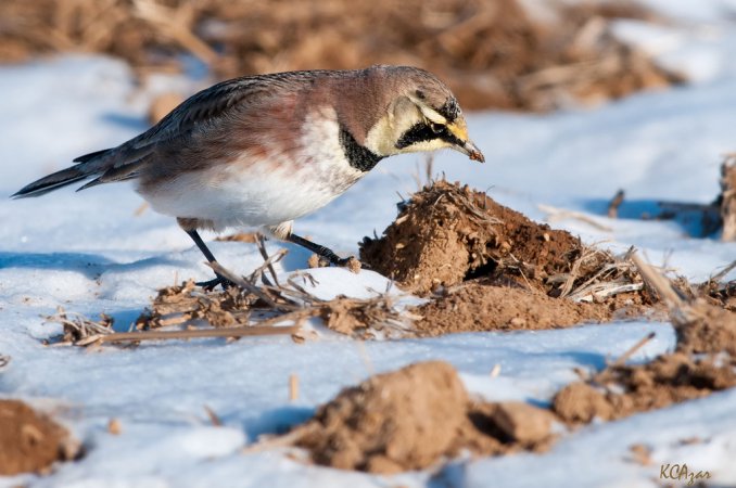 Photo (6): Horned Lark