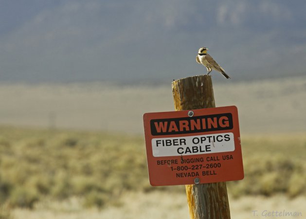 Photo (18): Horned Lark