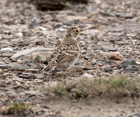 Photo (23): Horned Lark