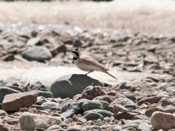 Photo (20): Horned Lark
