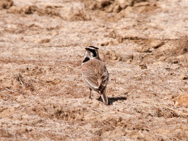 Photo (19): Horned Lark