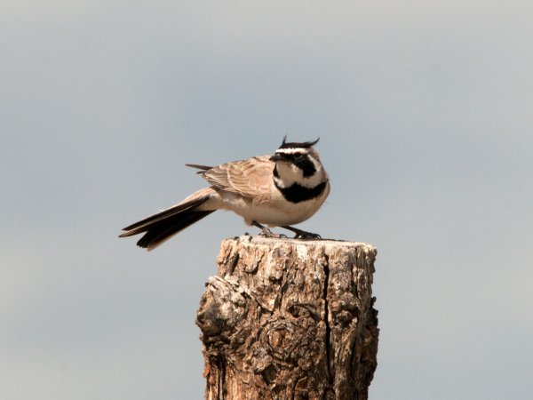 Photo (3): Horned Lark