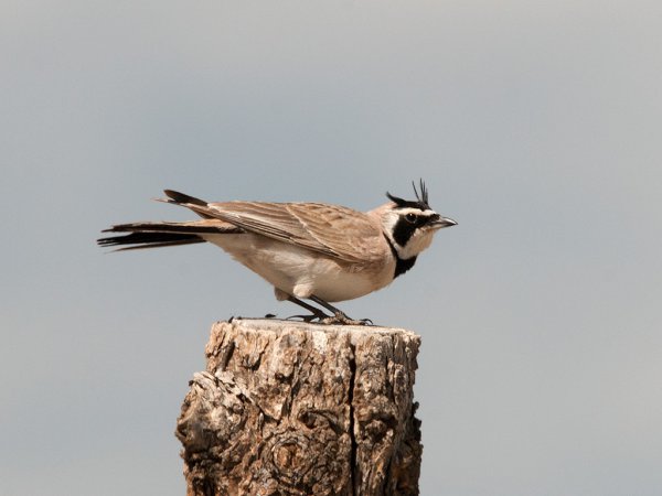 Photo (2): Horned Lark