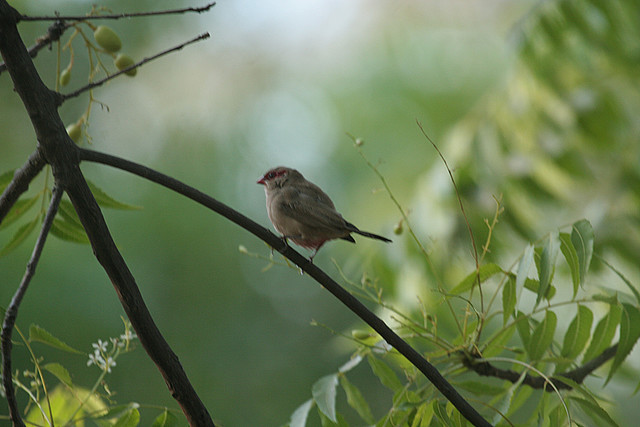 Photo (3): Black-rumped Waxbill