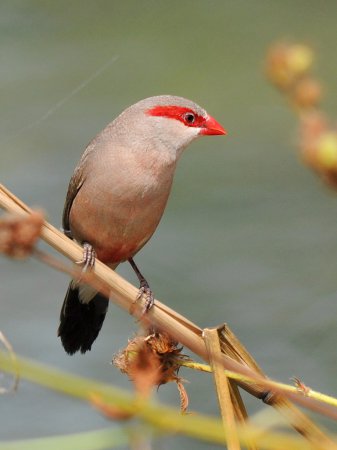 Photo (2): Black-rumped Waxbill
