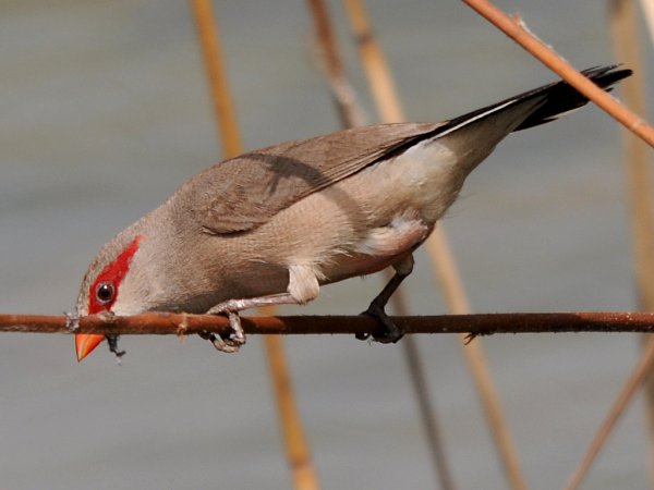 Photo (1): Black-rumped Waxbill