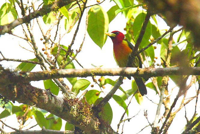 Photo (1): Red-headed Barbet
