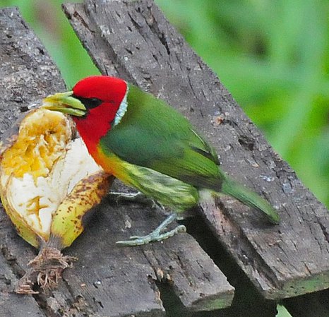 Photo (3): Red-headed Barbet