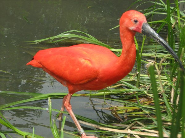 Photo (8): Scarlet Ibis
