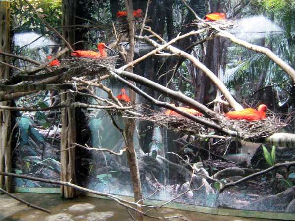 Photo (16): Scarlet Ibis