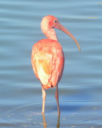 Photo (9): Scarlet Ibis
