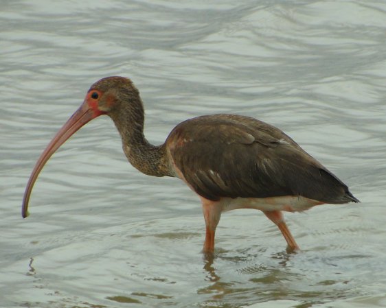 Photo (15): Scarlet Ibis