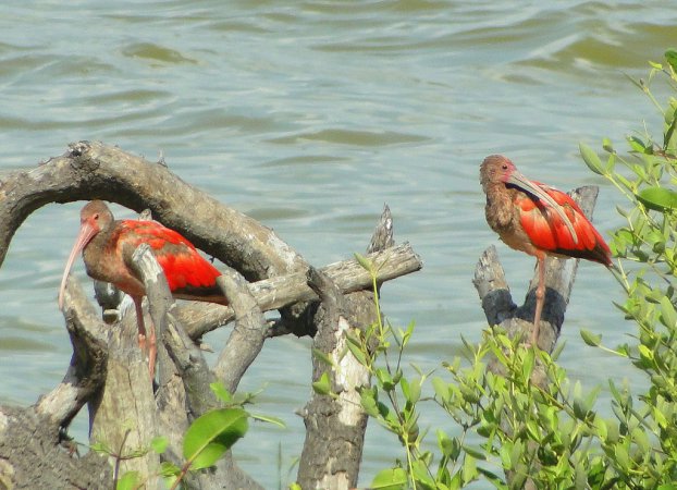 Photo (13): Scarlet Ibis