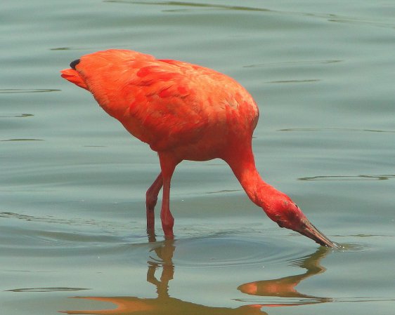 Photo (3): Scarlet Ibis